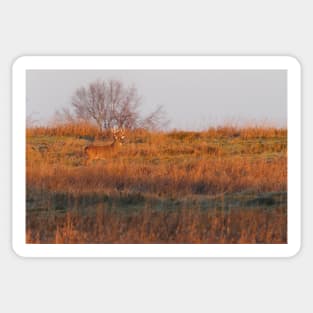 Buck on Hillside - White-tailed deer Sticker